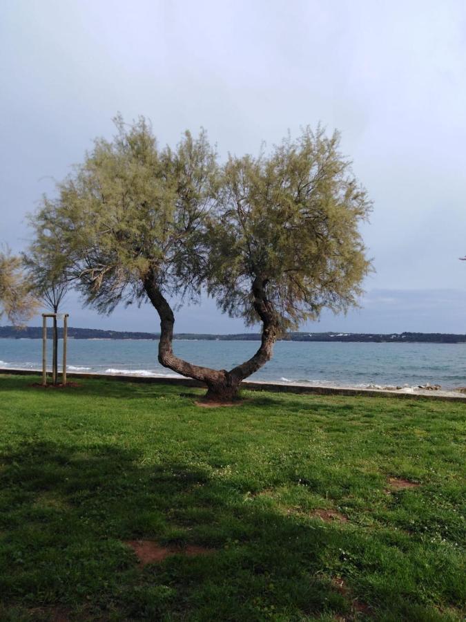 Apartmani Belvedere Novigrad Istria Kültér fotó